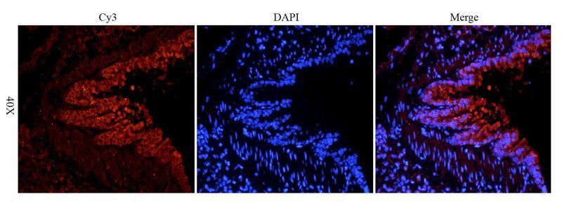 KLF2 antibody
