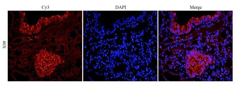 KLF2 antibody