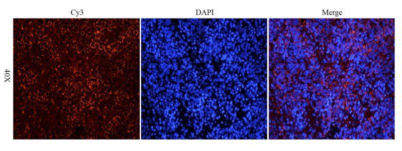 KLF2 antibody