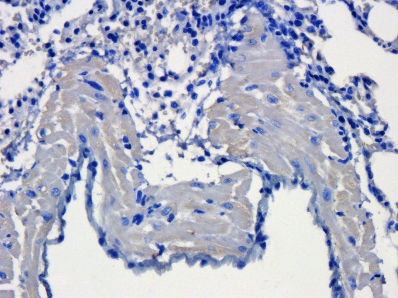 KLF2 antibody