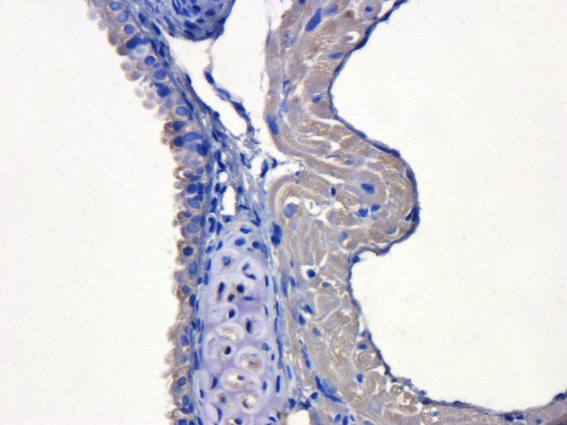 KLF2 antibody