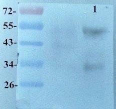 KLF2 antibody