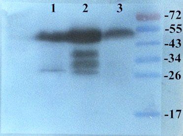 KLF2 antibody