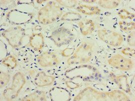 KLF3 Antibody