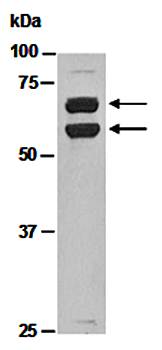 KLF4 (C) Antibody, Rabbit Polyclonal