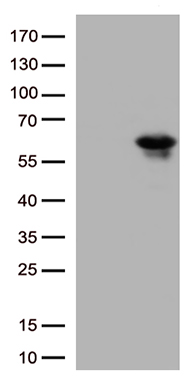 KLF5 Antibody
