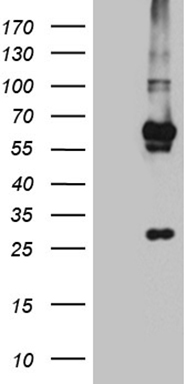 KLF5 Antibody