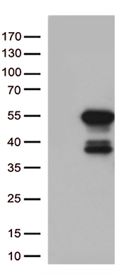 KLF5 Antibody