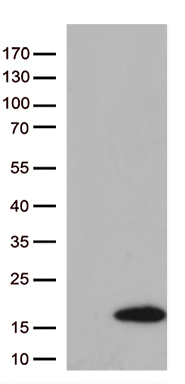 KLF5 Antibody