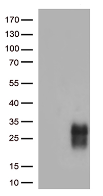 KLF5 Antibody