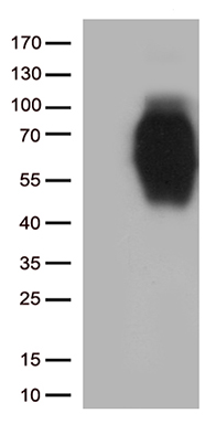 KLF5 Antibody