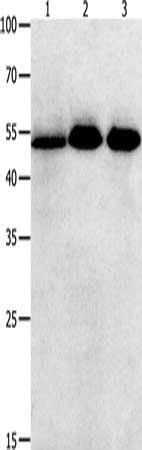 KLF5 Antibody
