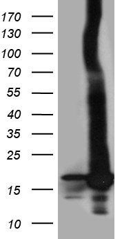 KLF9 Antibody