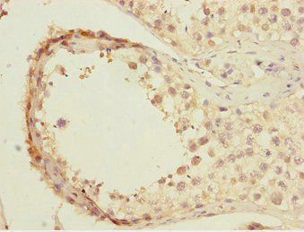 KLF9 Antibody