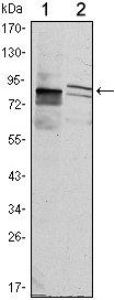 KLHL11 Antibody