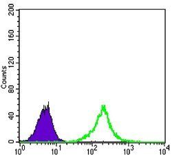 KLHL11 Antibody