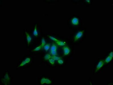 KLHL12 Antibody