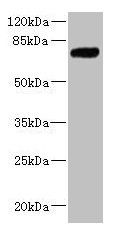 KLHL13 antibody