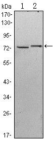KLHL13 Antibody