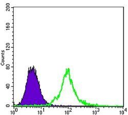 KLHL13 Antibody