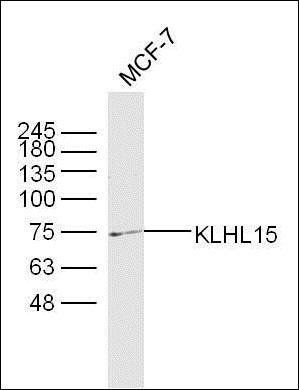 KLHL15 antibody