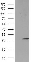 KLHL2 Antibody