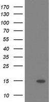 KLHL2 Antibody