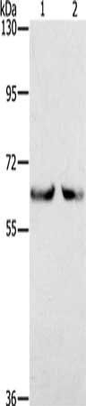 KLHL2 antibody