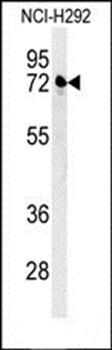 KLHL24 antibody