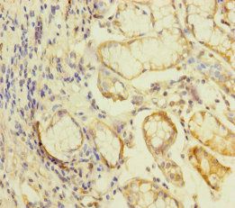 KLHL26 Antibody
