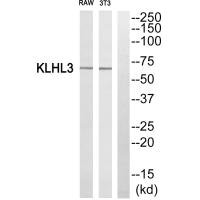 KLHL3 antibody