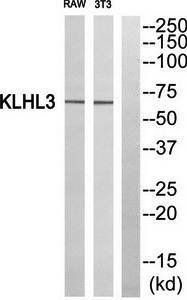 KLHL3 Antibody