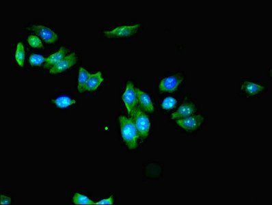 KLHL42 antibody