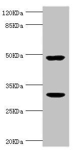 KLK10 antibody