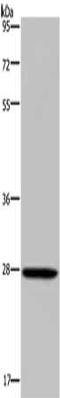 KLK14 Antibody