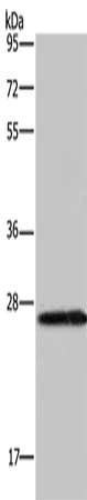 KLK14 Antibody