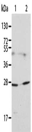 KLK15 antibody