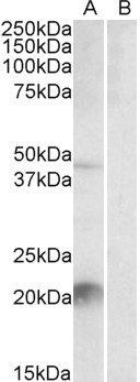 Klk6/neurosin (mouse) Antibody