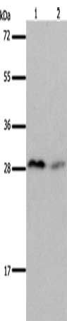 KLK7 antibody