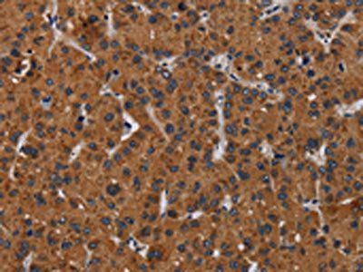 KLK8 Antibody