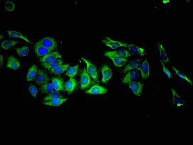 KLK8 antibody