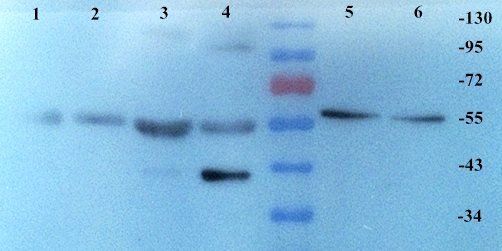 KLKB1 antibody