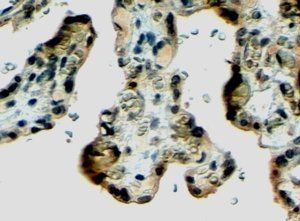 Goat anti-Klotho Antibody
