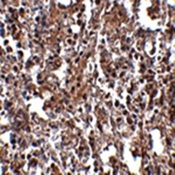 KLRA2 Antibody