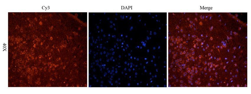 KLRC2 antibody