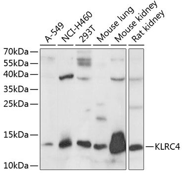 KLRC4 antibody
