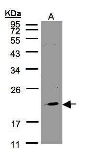 NKG2A antibody