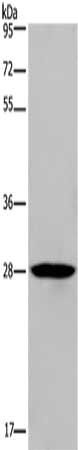 KLRF1 antibody