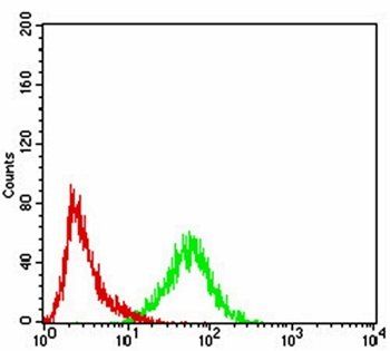 KPNA2 Antibody