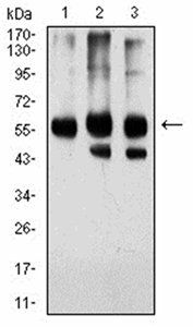 KPNA2 Antibody